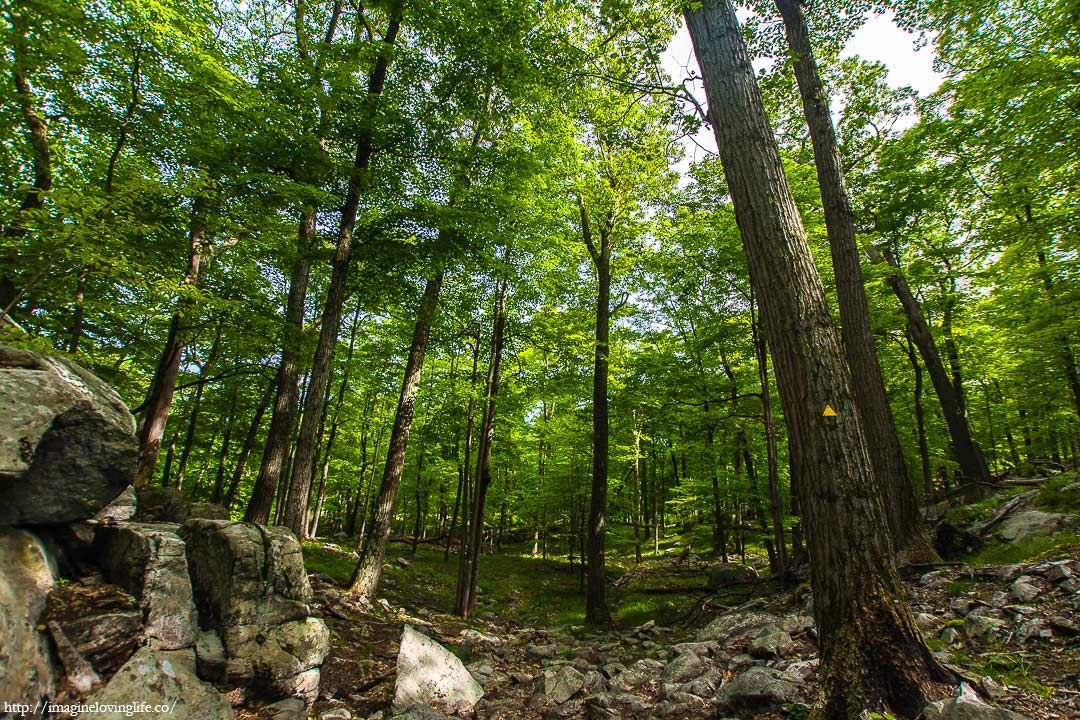 yellow trail forest